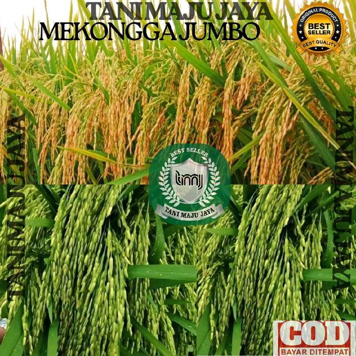 BIBIT PADI BENIH PADI UNGGUL VARIETAS MEKONGGA JUMBO KEMASAN 5 KG Pupuk Tanaman