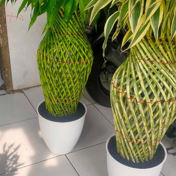 Stok Baru tanaman hias bambu hoki/Sri rejeki jumbo