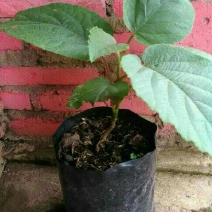 bibit tanaman buah kiwi gold unggul ATV