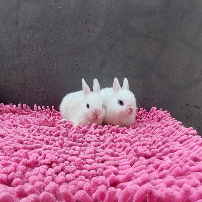 kelinci mini netherland white dwarf eyeliner