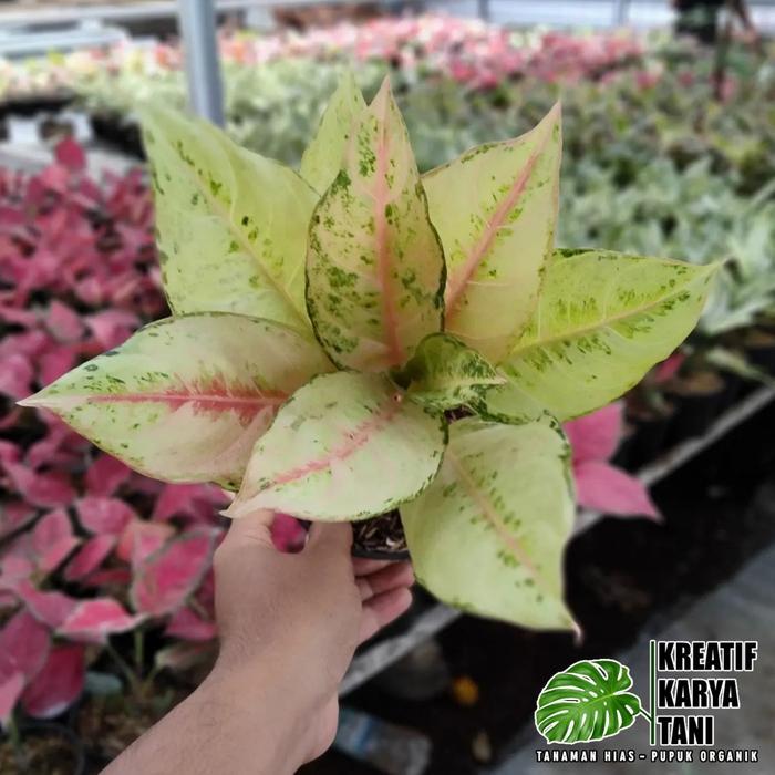 Tanaman hias aglonema frozen - Aglonema frozen