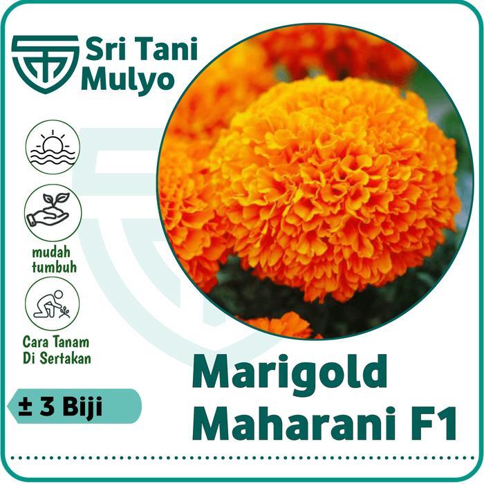 Sale Terlaris 3 Biji - Benih Bunga Marigold Maharani F1 Orange - Bibit Bunga Marigold Oren