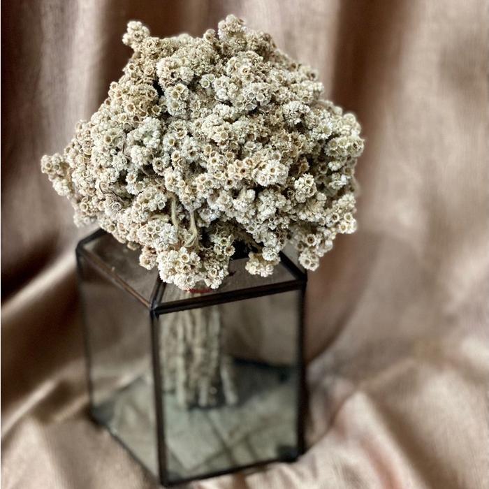 Bunga kering edelweis bahan buket bunga kering