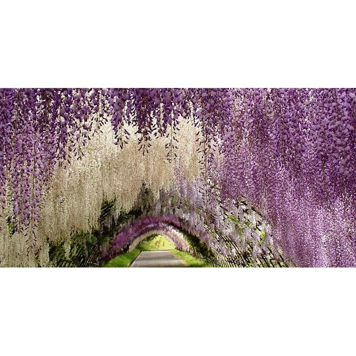 "New" Bibit / Benih / Seeds Japanese Wisteria Mix Biji Wisteria