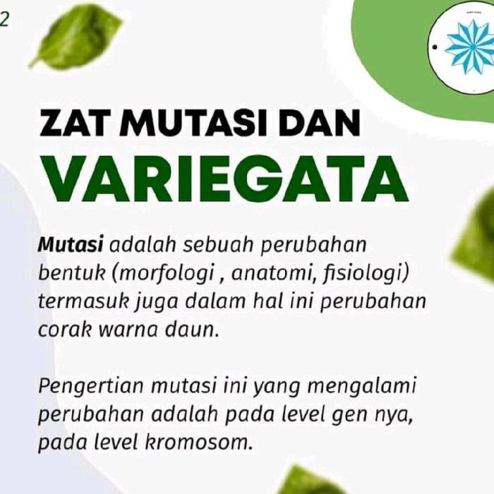 "New" Zat Mutasi Variegata Esha Flora