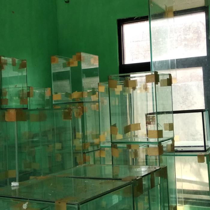 AQUARIUM KACA UKURAN 30x30x40cm