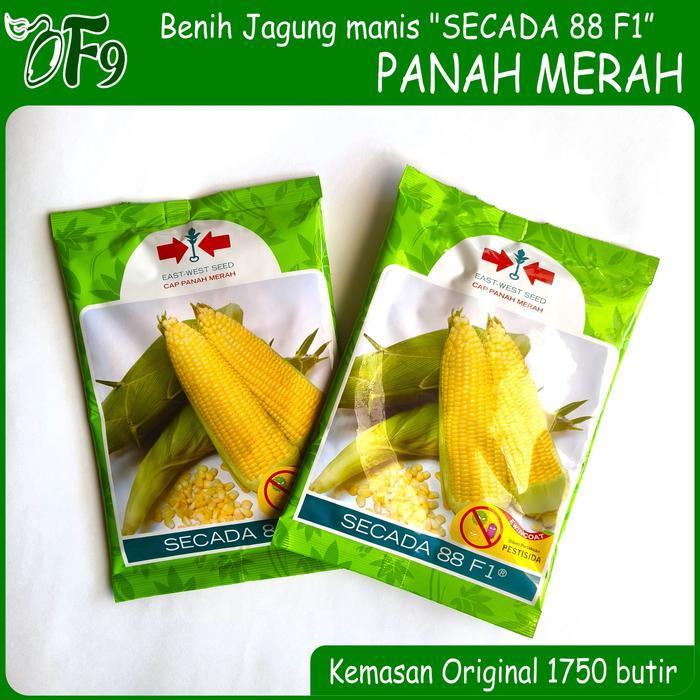 Benih Bibit Jagung Manis Secada 88 F1 1750 Butir Panah Merah