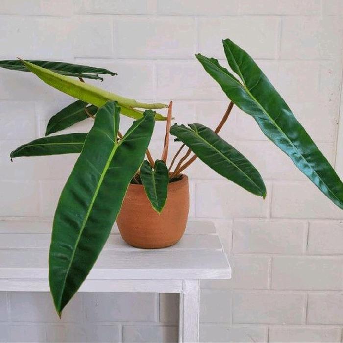 Philodendron Kabel Busi Ori / Philodendron Billietiae Original