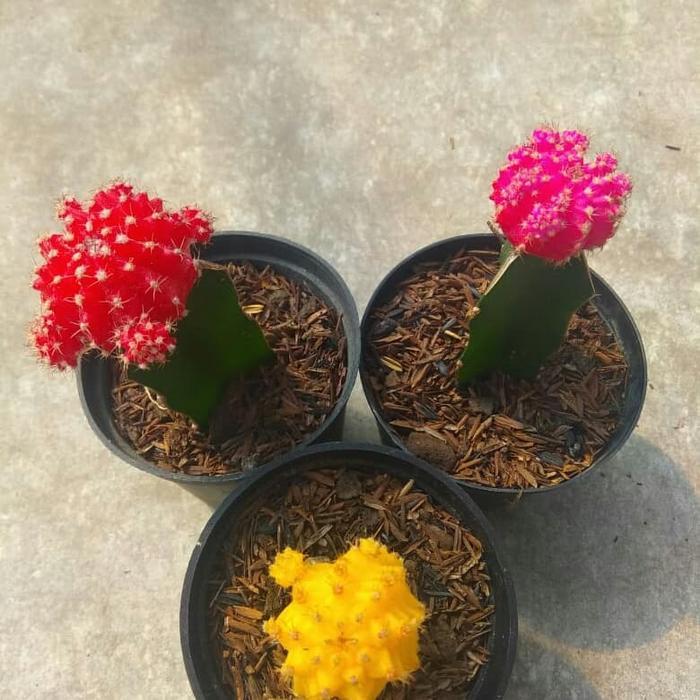 tanaman hias kaktus dan sekulen impor warna