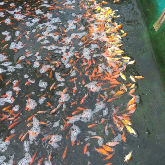 BIBIT IKAN MAS BASTER PAKAN PREDATOR LITERAN