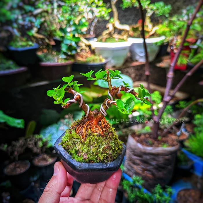 Bonsai Mini Shito Sancang Premna Original Plus pot Siap Pajang