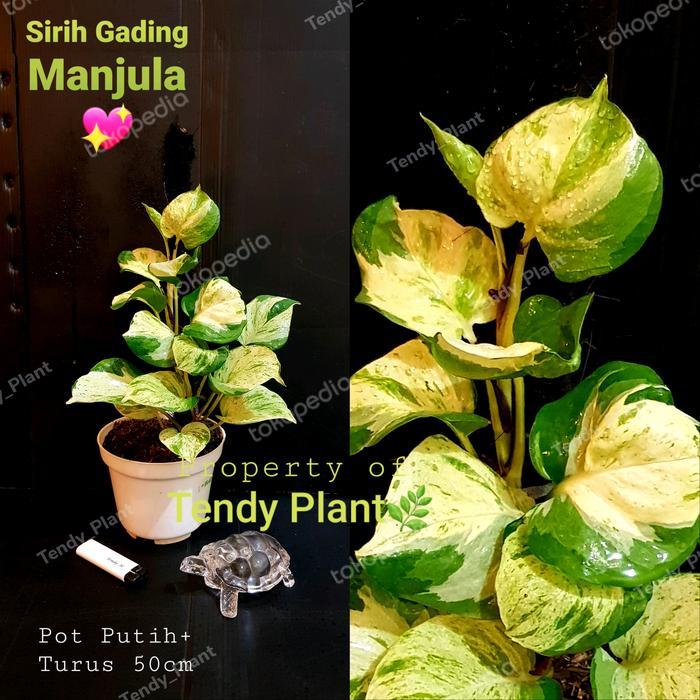 Sirih gading Manjula ,Pothos Manjula, Sirih Keong. Daun Putih lengkap pot+media tanam, siap pajang.