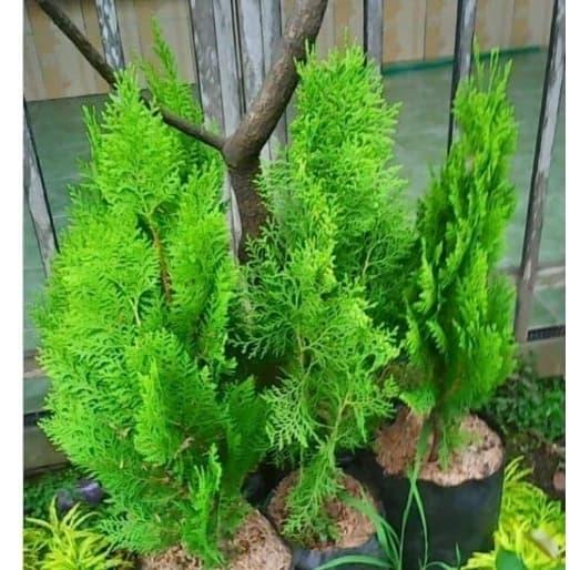 pohon cemara kipas/tanaman hias cemara kipas tinggi 60cm
