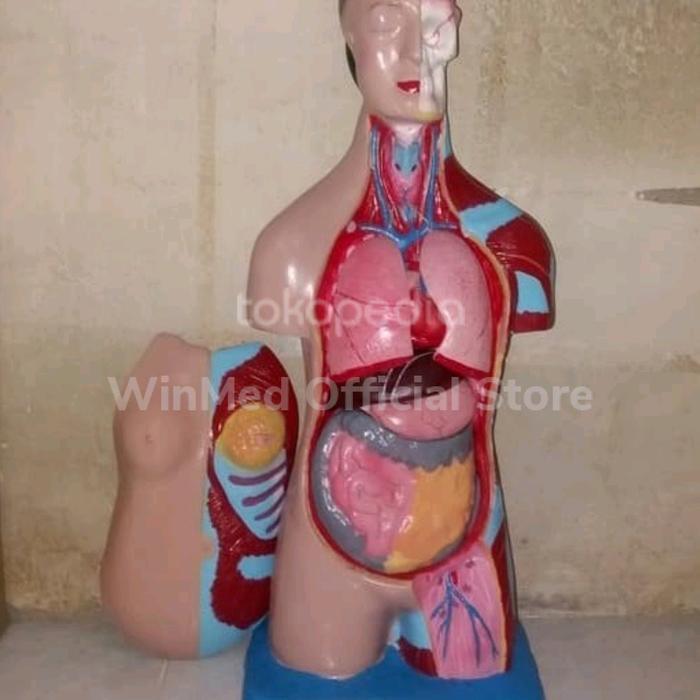 Manikin Torso Wanita / Manekin Torso Cewek / Phantom Torso Wanita