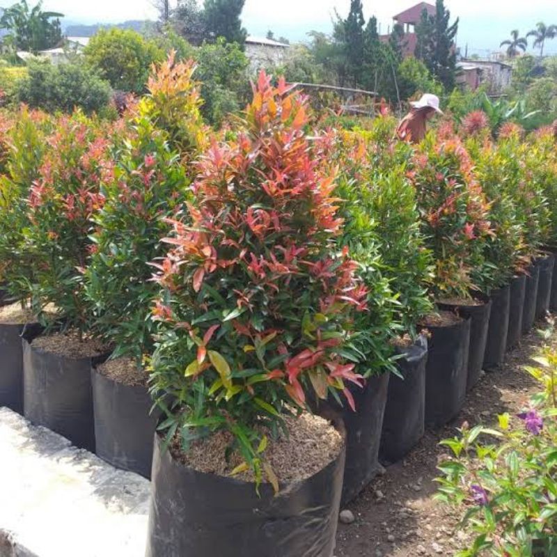 Pohon Pucuk Merah 350 cm UP - Tanaman Pagar Alami - Bibit Pucuk Merah Besar Rimbun Murah - Tanaman O