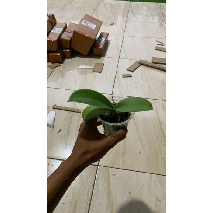 Bibit tanaman hias anggrek bulan dewasa jumbo