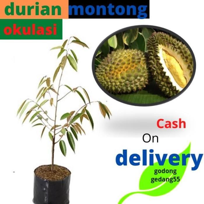 bibit durian montong okulasi benih pohon tanaman buah buahan SSSS