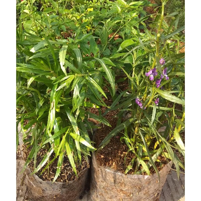 TANAMAN LAVENDER/ TANAMAN PENGUSIR NYAMUK