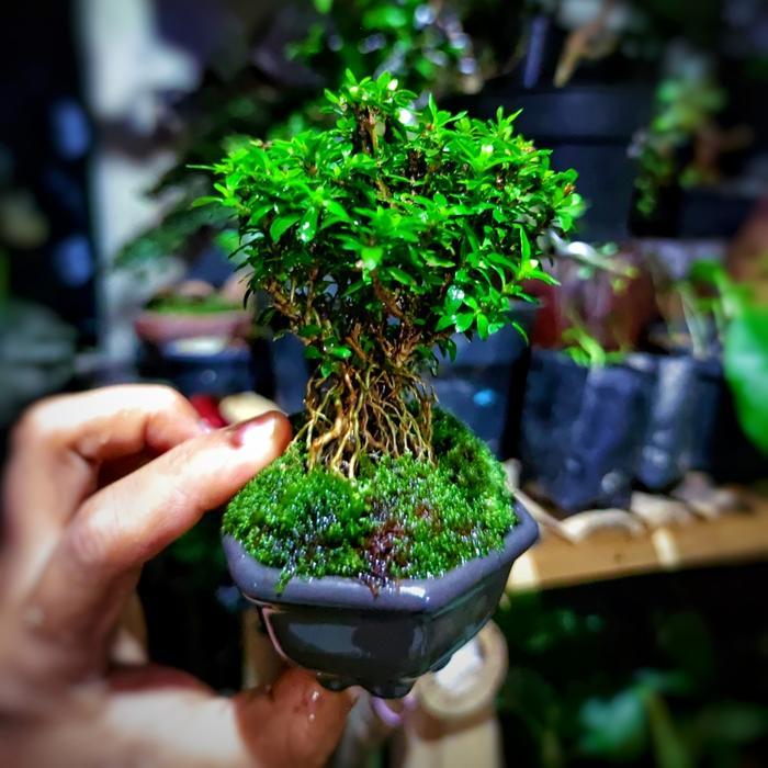 Bonsai Mini Shito Seribu Bintang Super Micro Japan Plus Pot Bonsai Batu Tanaman