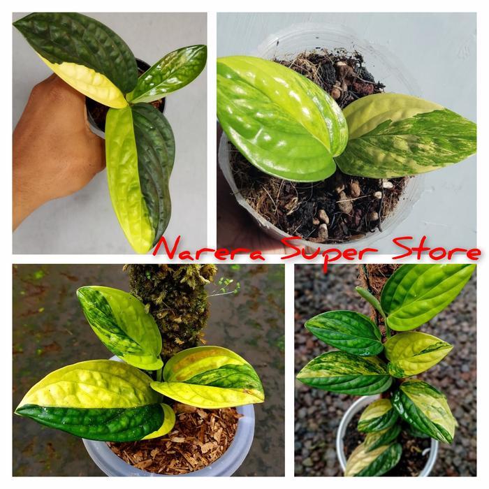 Tanaman Hias Monstera Karstenianum Variegata Sirih Badak Varigata Ekonomis