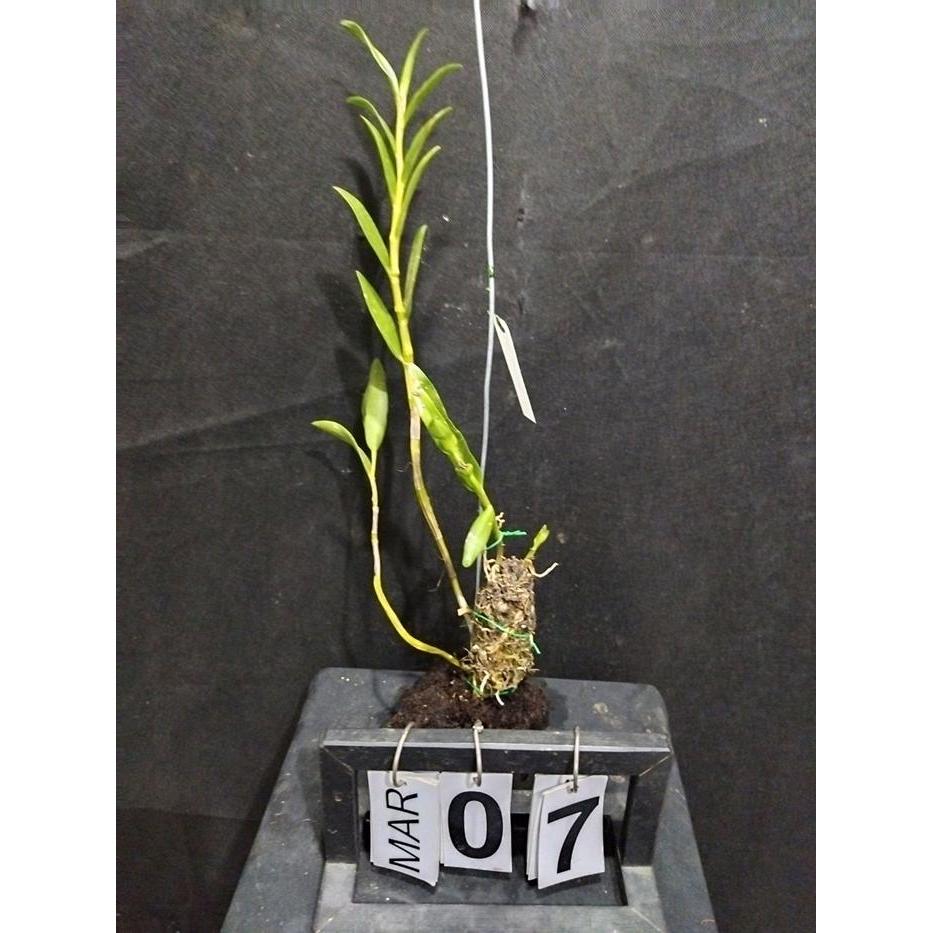 [ DEWASA ] Dendrobium leporinum