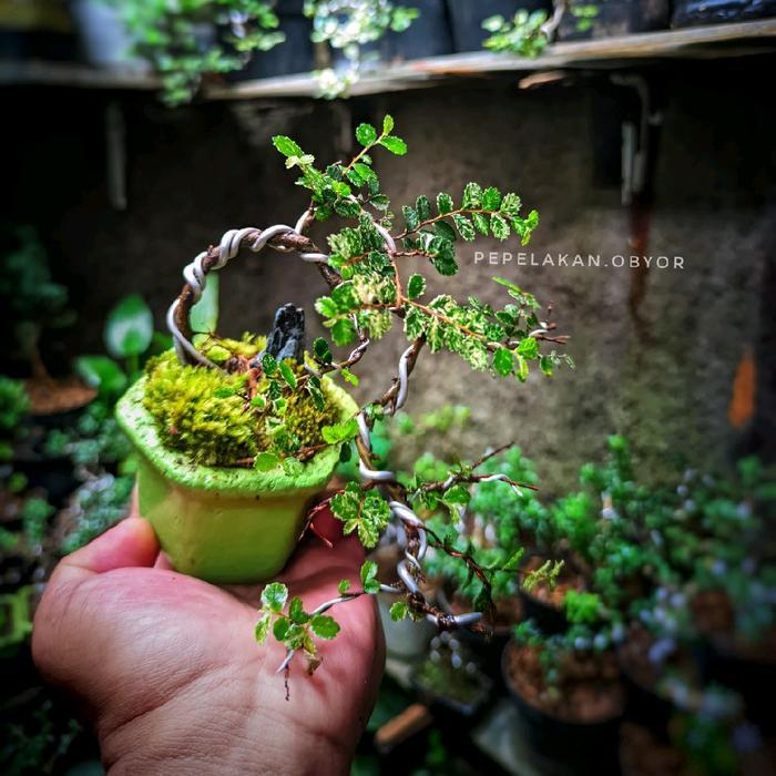 Bonsai Shito Ulmus Variegata Micro Pict Karakter 001 Terlaris