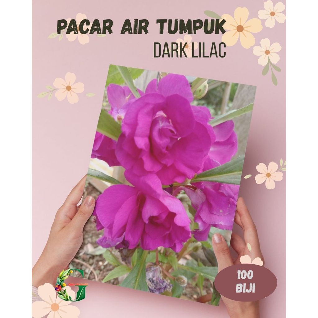 100 Benih Bunga Pacar Air Tumpuk Impatiens Balsamina Gradasi Dark Lilac
