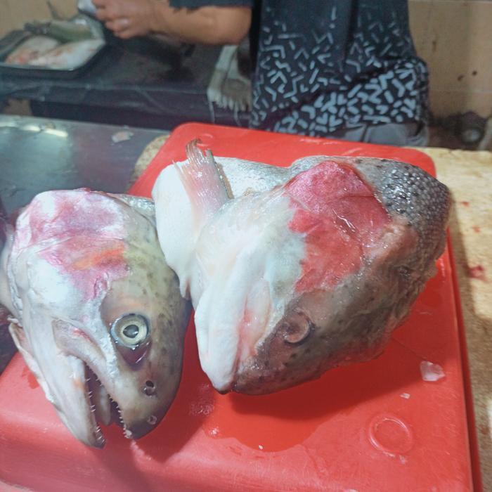 Kepala ikan Salmon 1 ekor