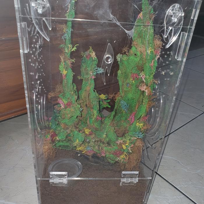 ASLI kandang akrilik dekorasi arboreal tarantula dewasa READY STOCK