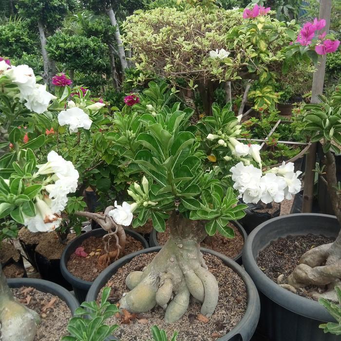 TANAMAN HIAS ADENIUM BUNGA TUMPUK (BONGGOL BESAR)