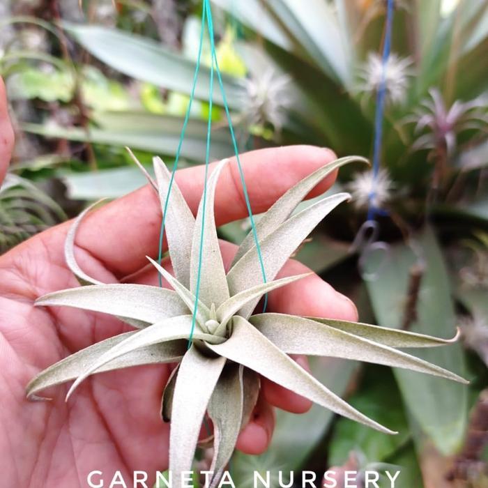 ASLI Tillandsia Capitata Rose READY STOCK