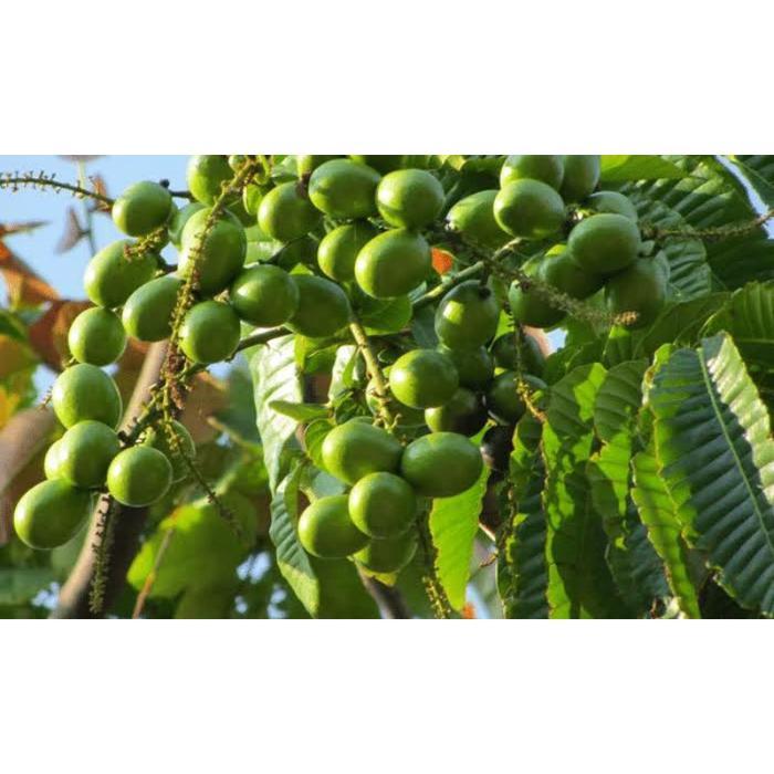 Serasiinspace Pupuk Matoa Cair 250Ml Pelebat Dan Booster Buah Matoa Pupuk Matoa Cepat Berbuah Lebat