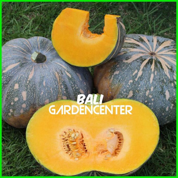 BENIH BIJI LABU WALUH - LABU WALUH KUNING