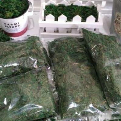 "New" lumut kering rumput kering green moss dekorasi