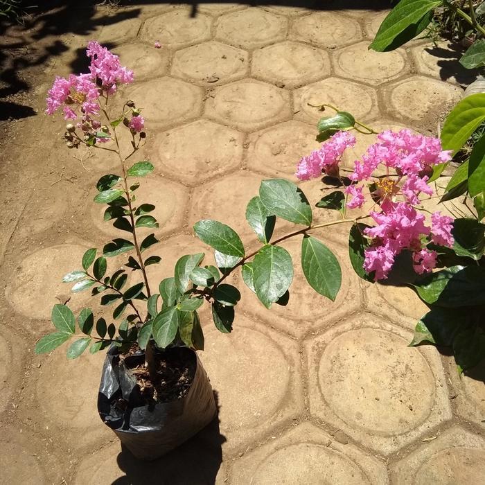 bibit bunga sakura kondisi sudah berbunga limited edition