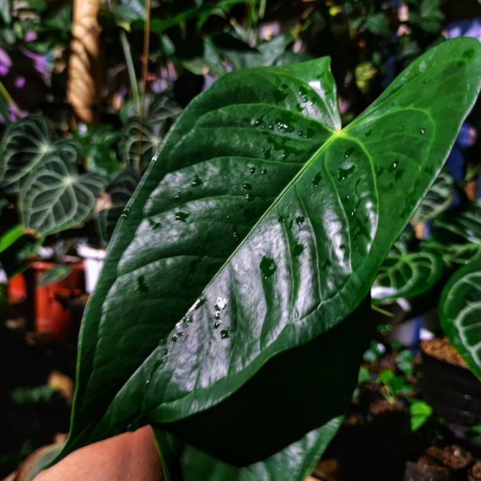 Anthurium Veitchii x Papillilaminum REALPICT KOLEKSI