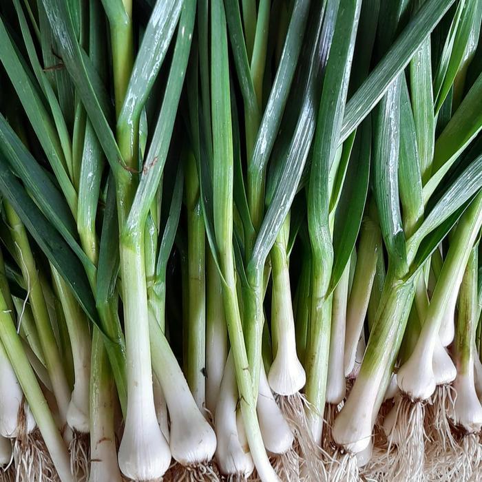 Daun Bawang Son/Bawang Putih Muda