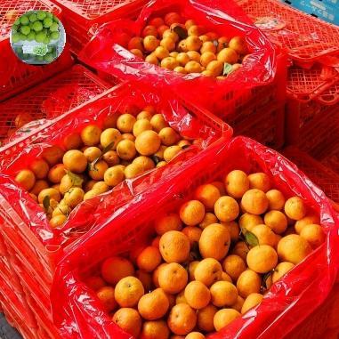 Buah jeruk Santang madu birma keranjang 5kg buah