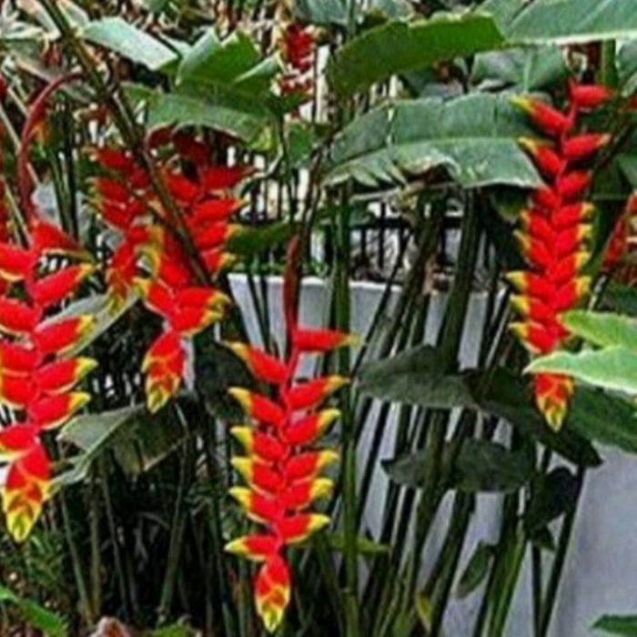 Tanaman hias pisang betet 1.5 meter pisangan hias