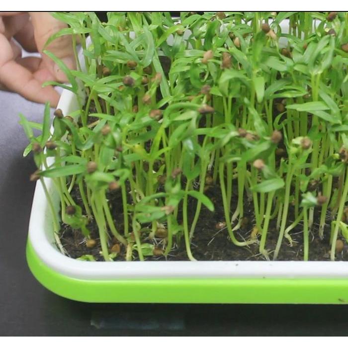 "New" TRAY MICROGREEN