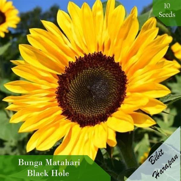 "New" Bibit Benih Biji Bunga Matahari Black Hole Sun Flower Bibit Unggul