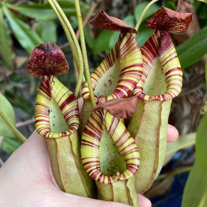 TERLARIS Kantong Semar Nepenthes Veitchii Bareo Hybrid Candy Stripe (Taan Karnivora/Tavor CUANTIK