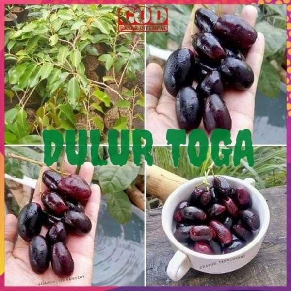Bibit Tanaman Buah Buahan juwet atau jamblang TERLARIYSS SSSS