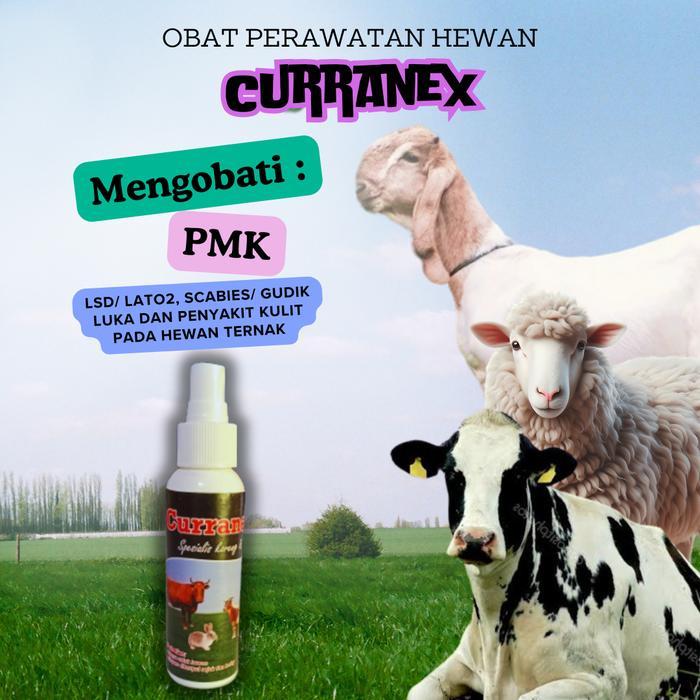 Obat Semprot Gudik Kambing Dan Sapi Untuk Hewan Terkena Virus PMK kuku