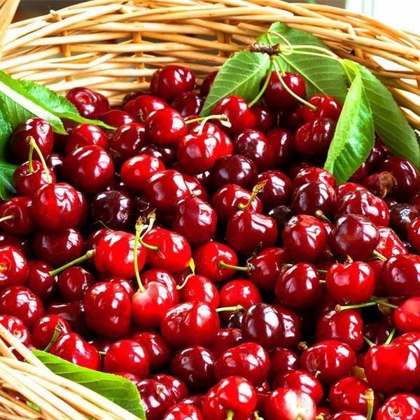 1 Benih Bibit Biji Buah Black Cherry (Big Cherry Tree)