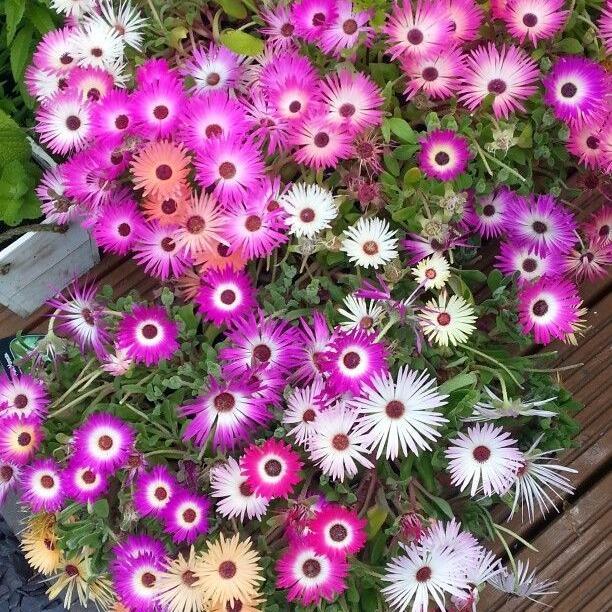 "New" Biji Bibit Benih Tanaman Hias Bunga Kertas DAISY LIVINGSTONE Mix Warna - Isi 200 biji