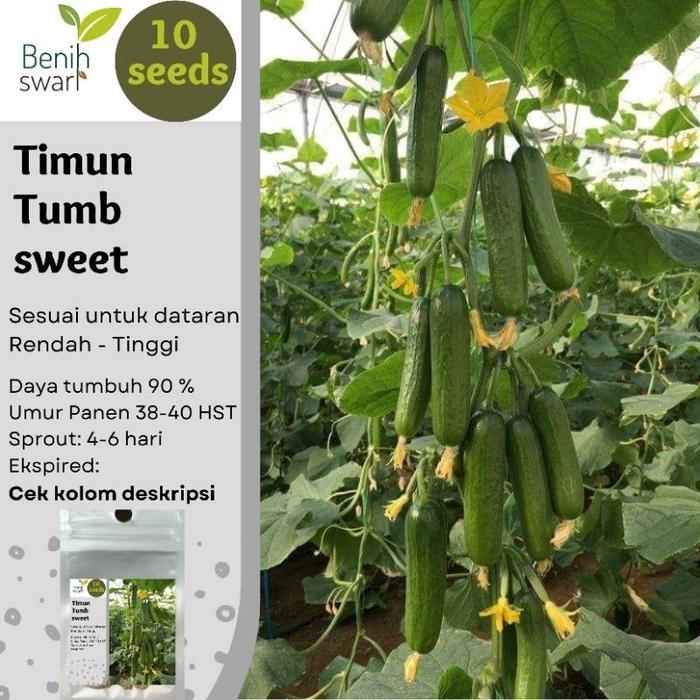 Isi 10 Butir Benih Mentimun / Timun THUMB SWEET F1