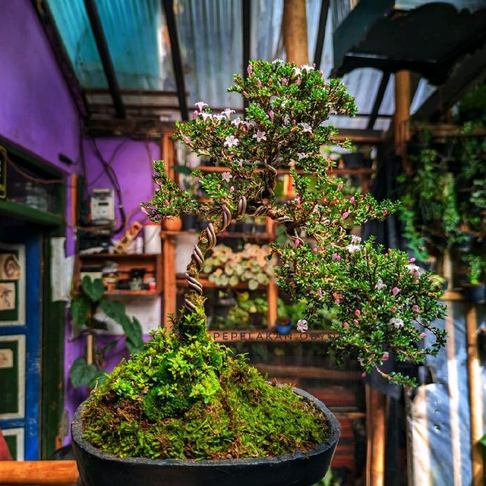 Bonsai Small Seribu bintang Super Micro Size Besar Sudah Berkarakter dan Siap Pajang