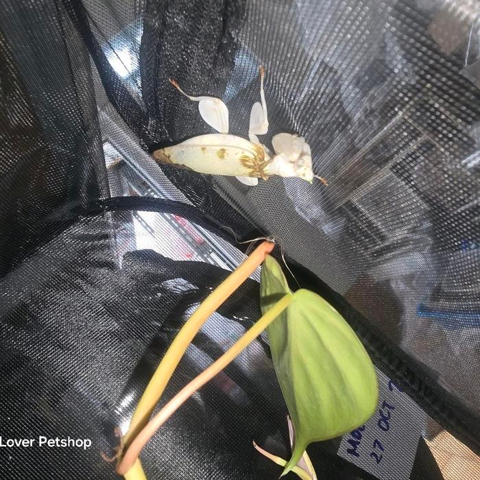 TERMURAH orchid mantis dewasa........... READY STOCK