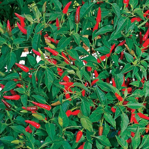 "New" Benih-Bibit Cabe Rawit Bara (Cap Panah Merah)